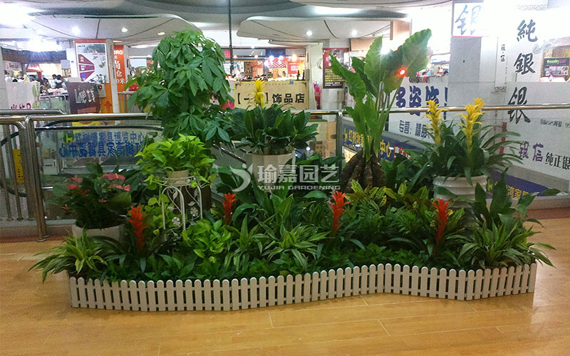 �̳�ֲ�����ް���